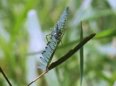 A touch-me-not's natural defense against herbivory