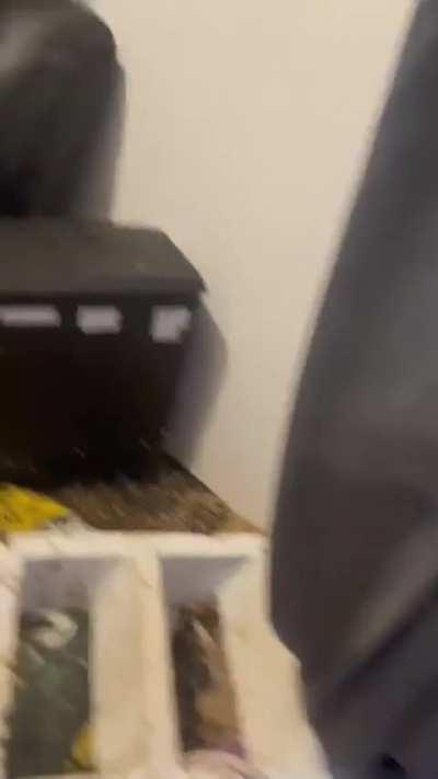 Countryside home invasion 