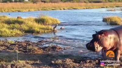 🔥 King of the jungle, Hippo, asserting his dominance over 3 male lions.