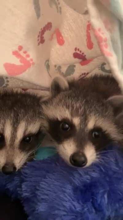 Sleepy mew mews are the best mew mews