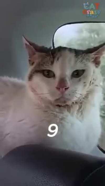 Watch a hissing feral cat fall in love with the guy who rescued him