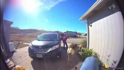 Woman Demonstrates What NOT TO DO When There's A Deer In Your Driveway,