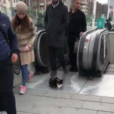 Just waiting for pets