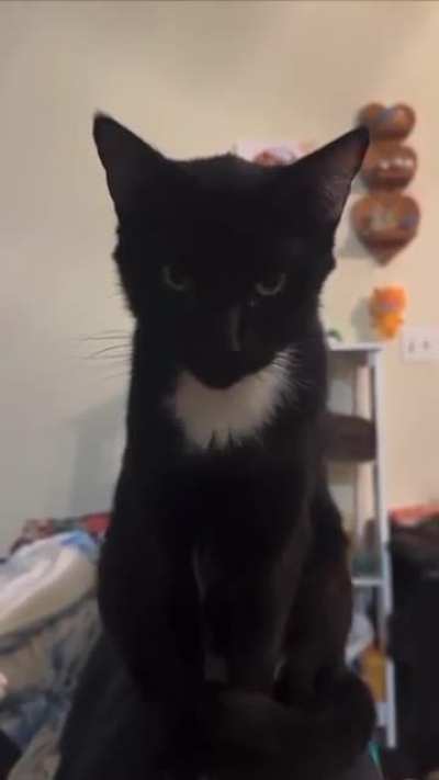 cat of the dayg 494 (yin n yang)