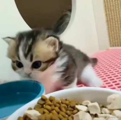 When you haven't learned scritches yet