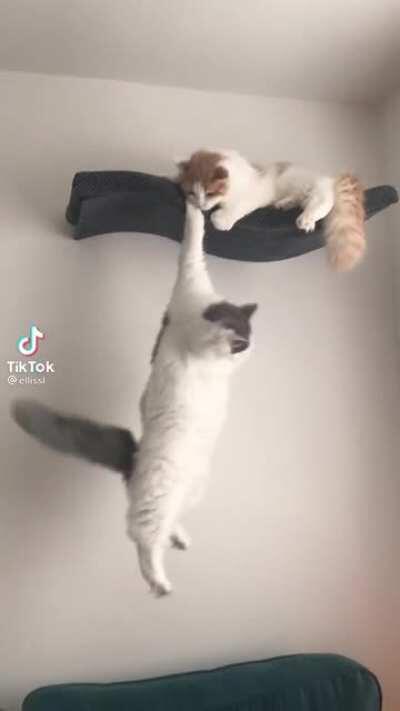 Frank vs Liam McPoyle