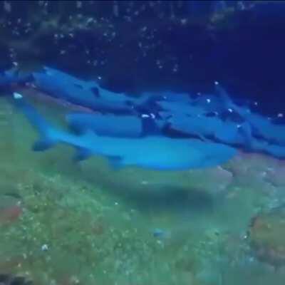 An unexpected Freind while scuba diving...