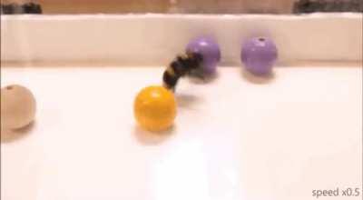 🔥 New research suggests that bumblebees like to play. The study shows that bumblebees seem to enjoy rolling around wooden balls, without being trained or receiving rewards—presumably just because it’s fun.