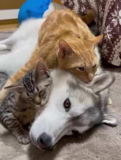 Not a single woof was given