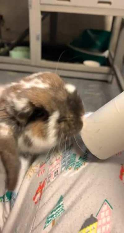 Rosie vs lint roller