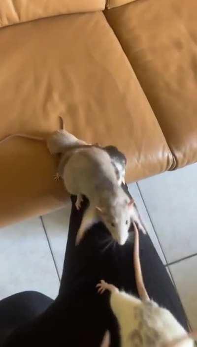 The last one… Not the brightest bulb in the chandelier 😂