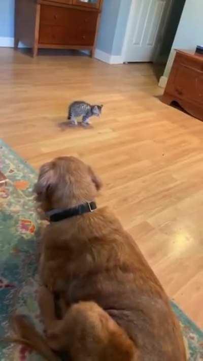 I don't know about you Doggo