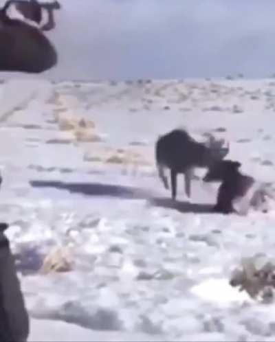 Отстрелил рога оленям