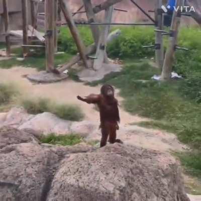 Come on human throw that apple