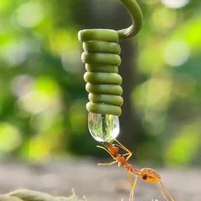 🔥 An Ant drinking water from a water droplet!