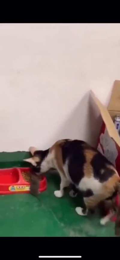 Making some good friends