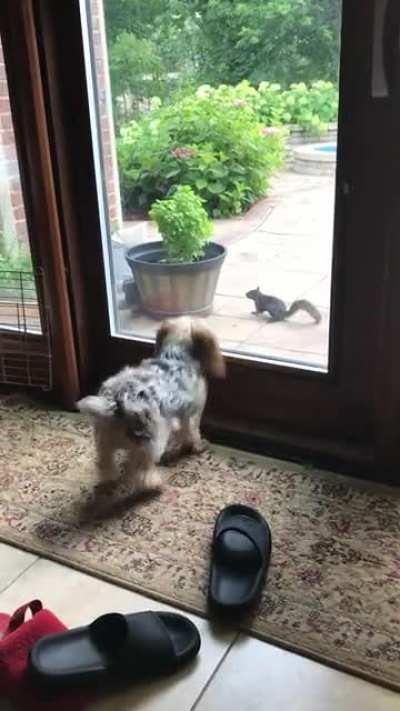 This squirrel man, got me f'ed up