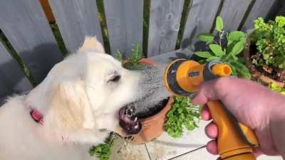 To water the plants.