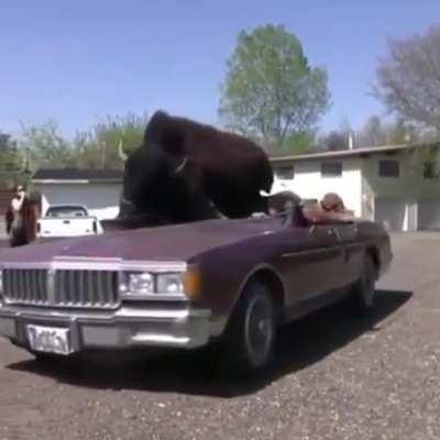 I bet this guy gets invited to a lot of parades.