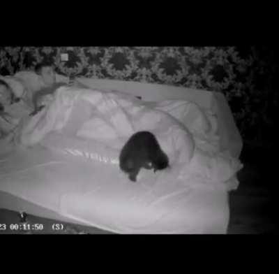 it's not always easy having a cat