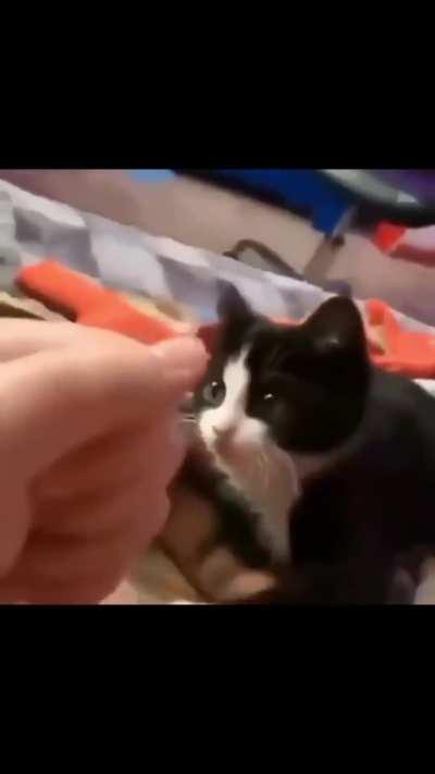 FORBIDDEN WUNKY MOVE