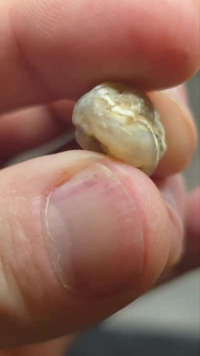 Fossilized, agatized shells