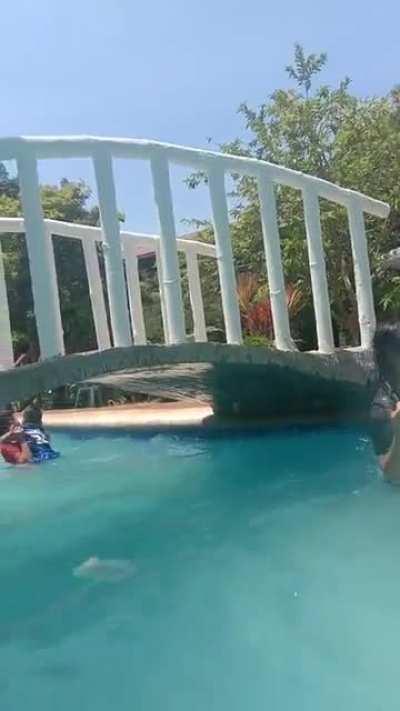 Rarest Jellyfish found in the Philippines