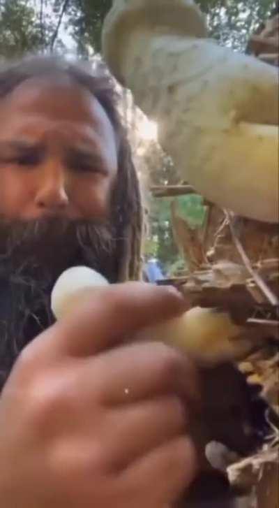 Briefly about if trees could talk