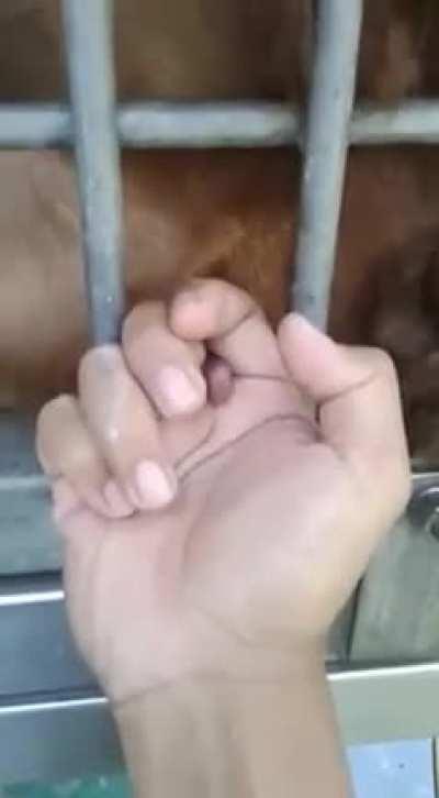 This guy and the armadillo chick should start a business.