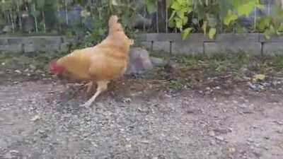 at being the predator