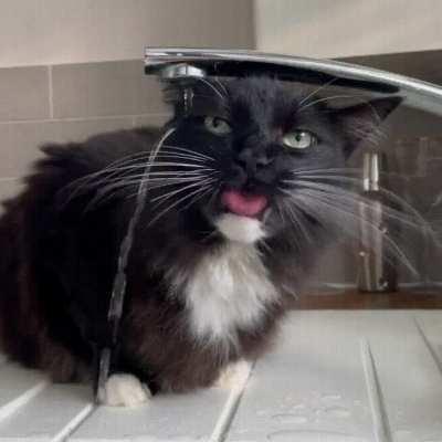 The Cat’s back drink