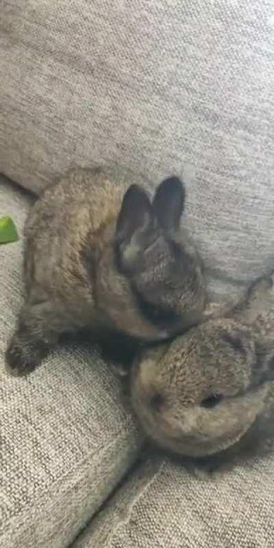 Even when one month old they loved each other!