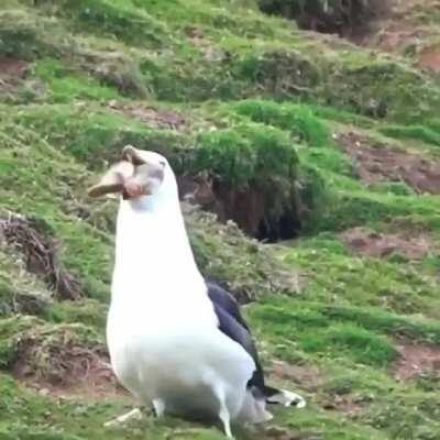 Thanks I Hate Seagulls Now