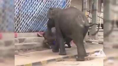Elephant runs wild in the streets on India