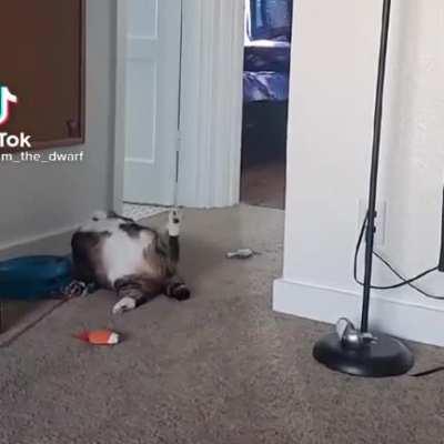 Chonk tips over