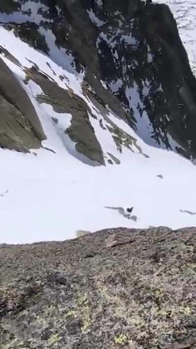 Rare sighting of the GOAT