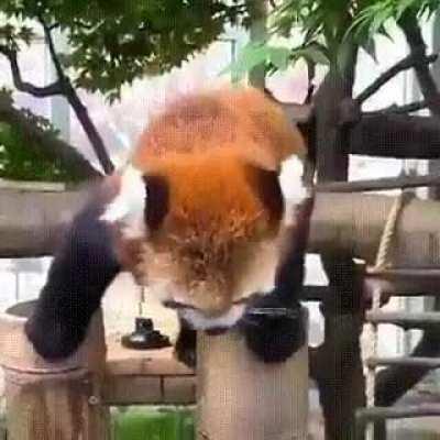 Red Panda High Five
