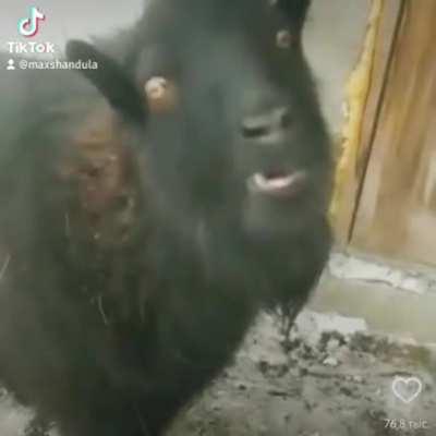 Sania zdarov. Kak ty?