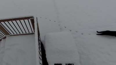 Slow mo cat in snow (with original classical music soundtrack)