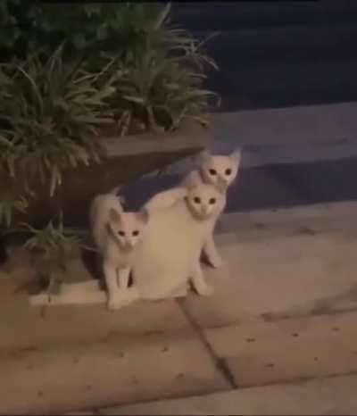 They line up perfectly 