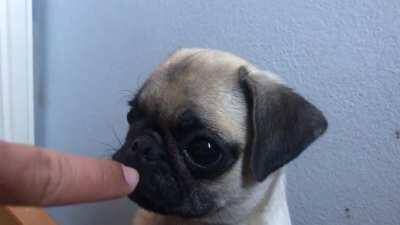 Lil Leonardo loves biting