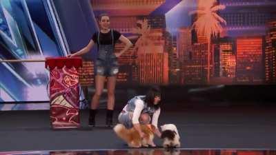 Maybe the best trained cats in the world