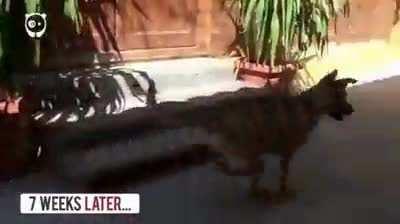 Man rescues and adopts a starving dog