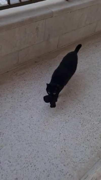 My cat steals the neighbor's socks for me as a 