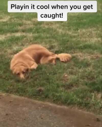 Just play it cool when you get caught!