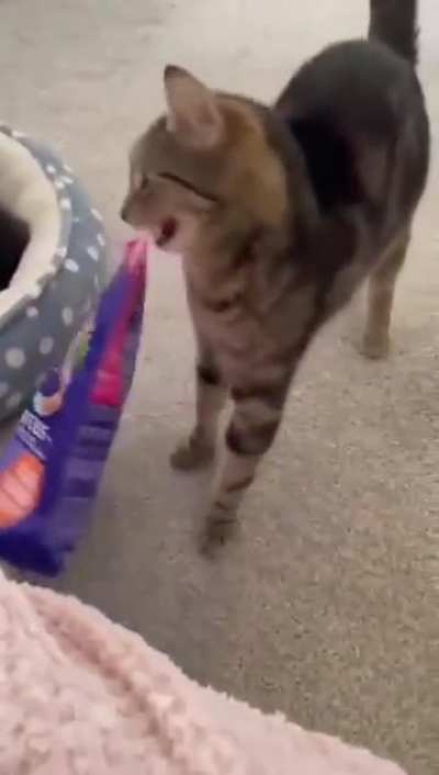 The cat told her kittens that it was time for them to switch from their mother's milk to food.