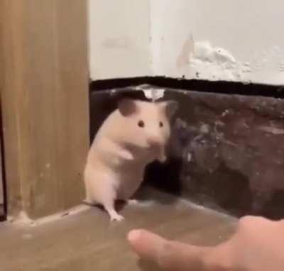 Startled Hamster **NOW WITH AUDIO**