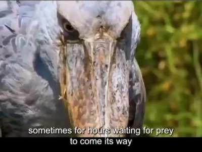 Perhaps We've Found a Mascot for the Sub?