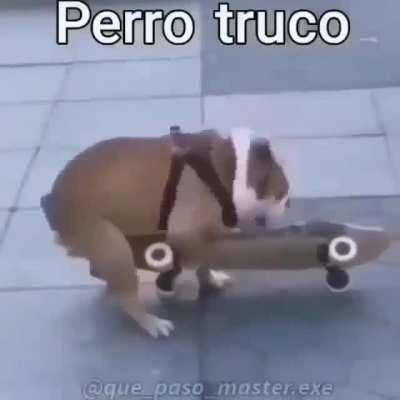 Perro truco