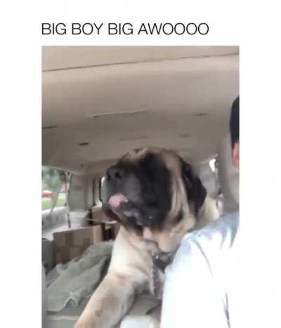 BIG BOY AWOOOO!